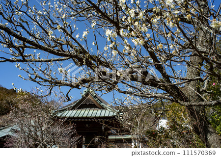 Kamakura 242 Kaizoji Temple 10 Plum Kamakura 242 Kaizoji Temple 10 Plum 111570369