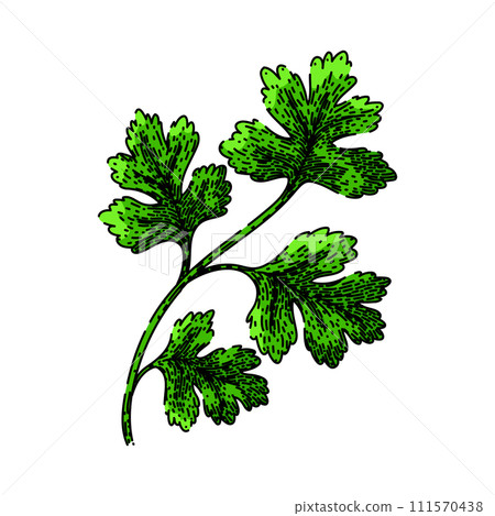 cilantro coriander sketch hand drawn vector cilantro coriander sketch hand drawn vector 111570438