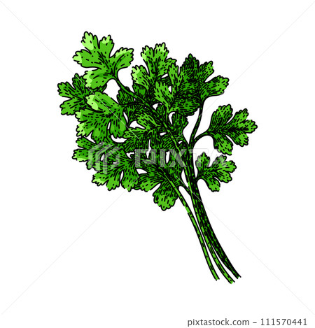 leaf coriander sketch hand drawn vector - Stock Illustration [111570441 ...