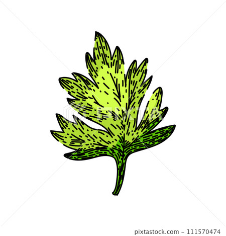 anthriscus chervil sketch hand drawn vector - Stock Illustration ...