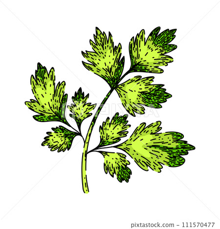 cerefolium chervil sketch hand drawn vector cerefolium chervil sketch hand drawn vector 111570477