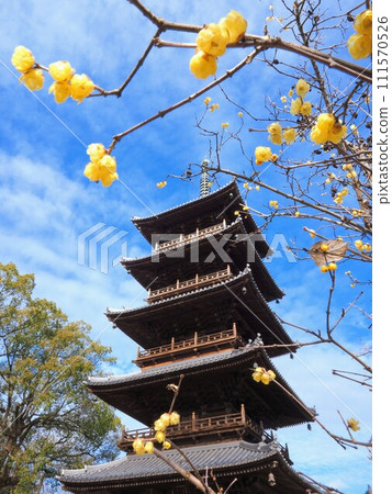 88 Sacred Sites in Shikoku, No. 70 Temple, Five-Storied Pagoda & Plum Blossoms at Honzanji Temple [Toyonakacho, Mitoyo City, Kagawa Prefecture] 4 111570526