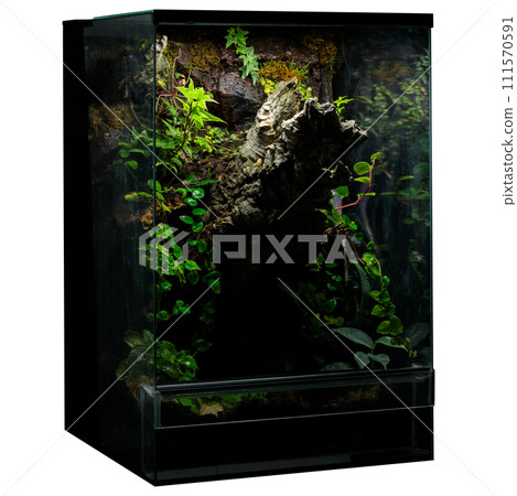 An exotic terrarium displaying a range of tropical plants and rich mossy textures, ideal for adding a touch of the jungle to interior spaces 111570591