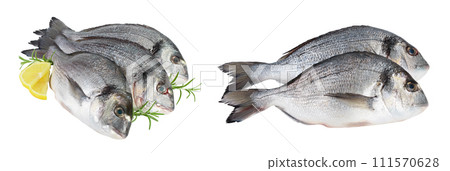Fish dorado isolated on white background with full depth of field. 111570628