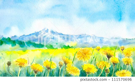 Yellow dandelion flowers blooming on a green meadow 111570696