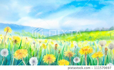 Yellow dandelion flowers blooming on a green meadow 111570697