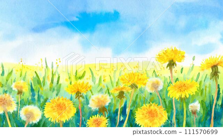 黃色蒲公英花在綠色的草地上綻放 111570699