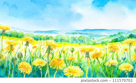 Yellow dandelion flowers blooming on a green meadow Yellow dandelion flowers blooming on a green meadow 111570701