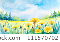 黃色蒲公英花在綠色的草地上綻放 111570702