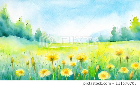 黃色蒲公英花在綠色的草地上綻放 111570705