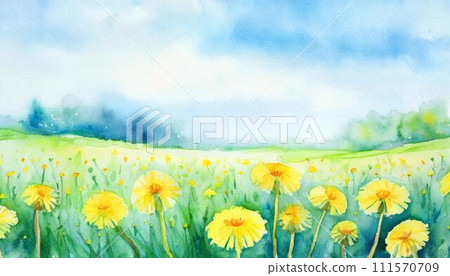 Yellow dandelion flowers blooming on a green meadow 111570709