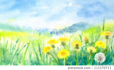 Yellow dandelion flowers blooming on a green meadow Yellow dandelion flowers blooming on a green meadow 111570711