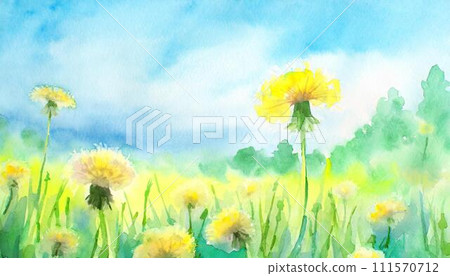Yellow dandelion flowers blooming on a green meadow Yellow dandelion flowers blooming on a green meadow 111570712