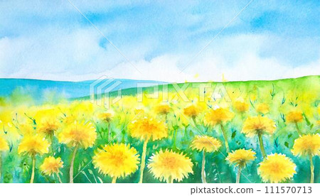 Yellow dandelion flowers blooming on a green meadow Yellow dandelion flowers blooming on a green meadow 111570713