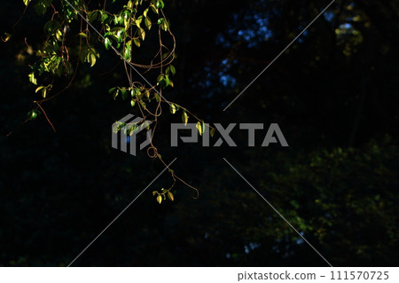 Cranes shining in the dark forest 111570725