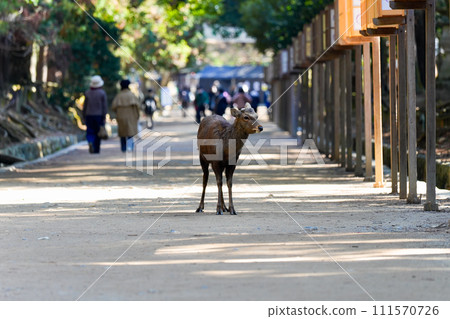 [Nara Prefecture] Deer in Nara Park 111570726
