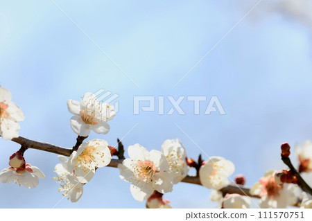 白梅花 111570751
