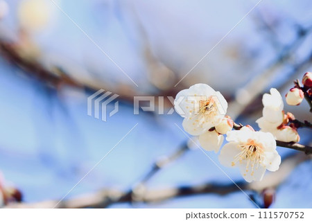 白梅花 111570752