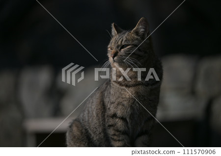 Cat  111570906