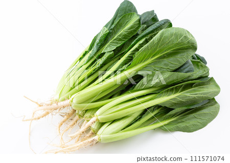 白色背景上的小松（帶根） 111571074