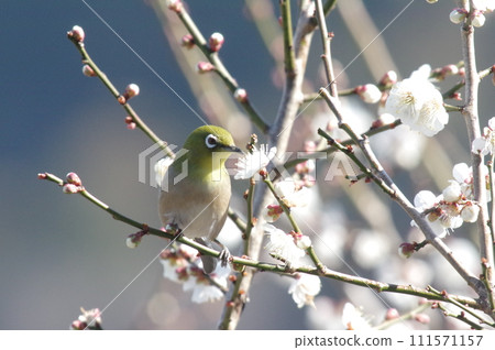 Plum and mezzo Plum and mezzo 111571157