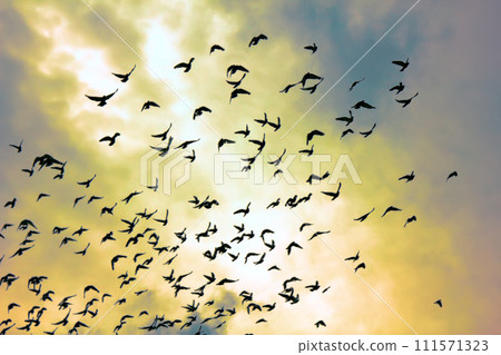 Flock of pigeons in sunset sky Flock of pigeons in sunset sky 111571323