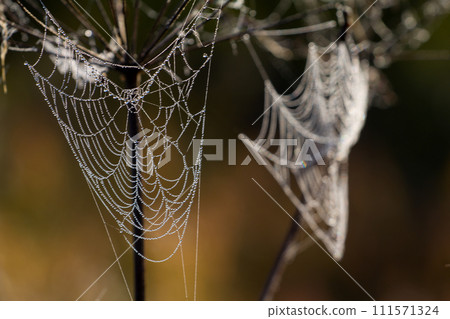 dew on spider web dew on spider web 111571324