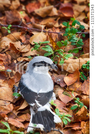 Great grey Shrike in search of food Great grey Shrike in search of food 111571343