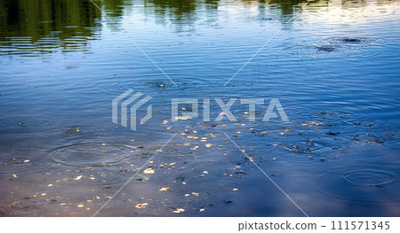 feeding fish in pond. feeding fish in pond. 111571345