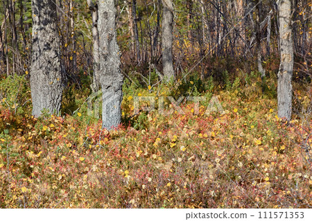 Autumn in the aspen grove. Yellow leaves on forest floor 111571353