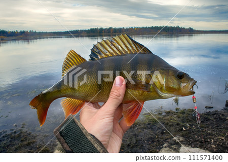 good spining fishing on Northern rivers. 111571400
