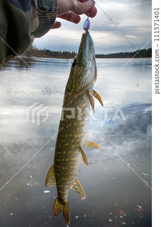 recreational fishermen takes caught pike. recreational fishermen takes caught pike. 111571401