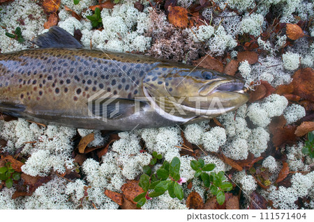 Autumn bulltrout. Male in breeding coloration Autumn bulltrout. Male in breeding coloration 111571404