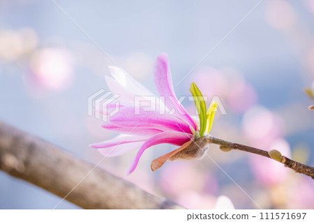 粉色kobushi花 粉色kobushi花 111571697