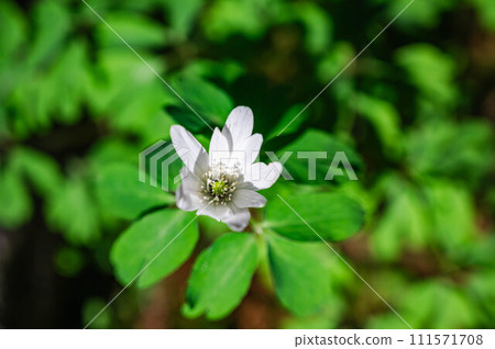 Flower of Azumuige Flower of Azumuige 111571708