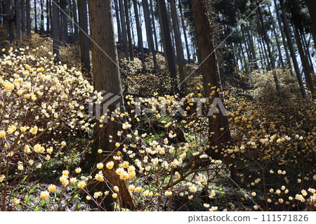 透過樹林的陽光溫暖地註視著三俁的成長。 透過樹林的陽光溫暖地註視著三俁的成長。 111571826
