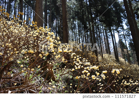 The growth of Mitsumata watched warmly by the sunlight filtering through the trees - 4 111571827
