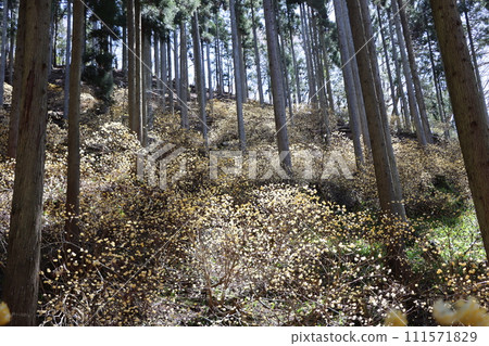 透過樹林的陽光溫暖地註視著三俁的成長 - 5 透過樹林的陽光溫暖地註視著三俁的成長 - 5 111571829