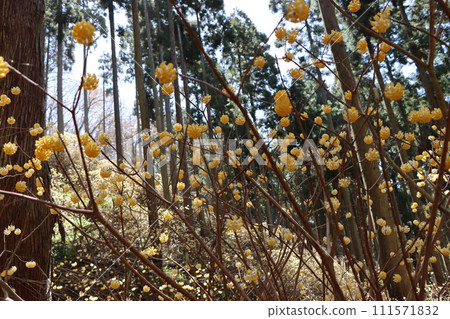 The growth of Mitsumata watched warmly by the sunlight filtering through the trees - 8 111571832