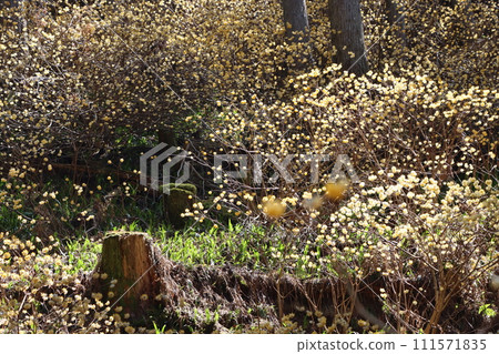 仿照日本原始風景的三俁殖民地 111571835