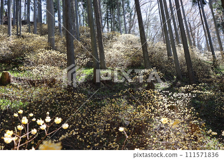 A colony of Sanmitsumata that resembles the original landscape of Japan - 1 111571836