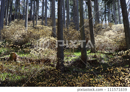 與日本原始景觀相似的三俁殖民地 - 5 111571839