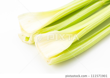 celery in white background 111571901
