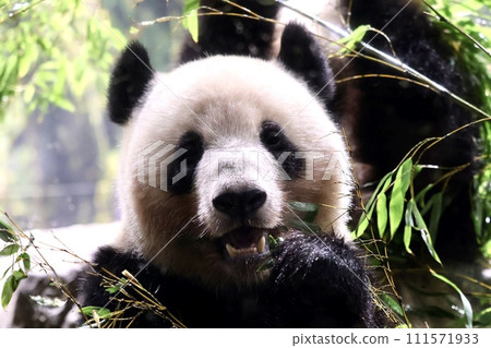 Panda eating bamboo leaves 111571933