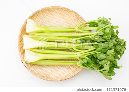 白色背景中的芹菜 111571976