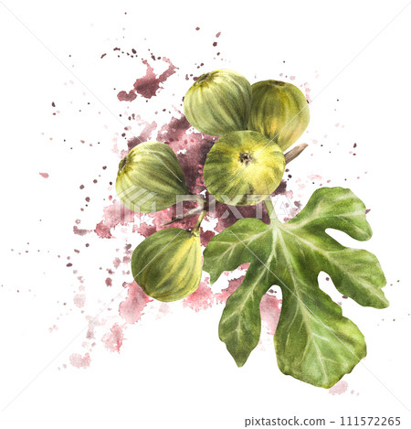 Ripe, juicy green figs whole fruit and leaves on watercolor stain splashes background. Food, plant clipart for card, jam label, sticker, price tag, logo print. Hand drawn illustration. Isolated 111572265
