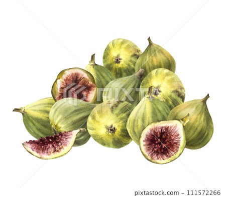 A pile of ripe, juicy green figs, picked overripe, whole and cut fruit. Food, plant clipart for card, label, sticker, logo, price tag Hand drawn watercolor illustration. Isolated on white background A pile of ripe, juicy green figs, picked overripe, whole and cut fruit. Food, plant clipart for card, label, sticker, logo, price tag Hand drawn watercolor illustration. Isolated on white background 111572266