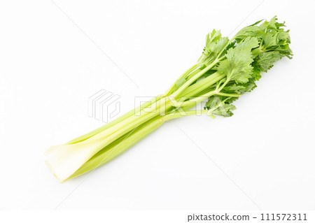 白色背景中的芹菜 白色背景中的芹菜 111572311