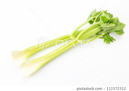 白色背景中的芹菜 111572312