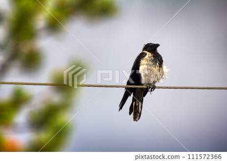Hooded crow in electric wire. 111572366